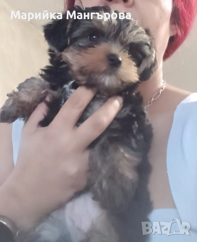 Мини Йоркита много игриви , снимка 10 - Йоркширски териер - 52299919