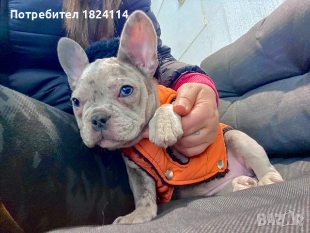Френски булдог бебе/french bulldog