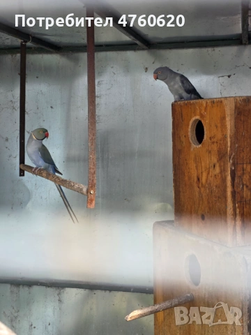 Папагали, снимка 3 - Папагали - 53785170