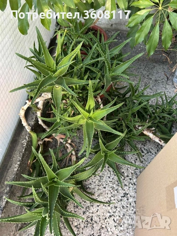 Алое, калатея и шефлера огромни растения 