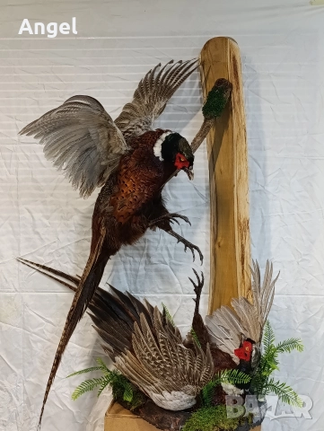 препарирани животни фазани и лисица , снимка 7 - Други стоки за дома - 52719535