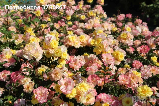 🌹 РОЗА 🌹 REVE DE PARIS ® Meilowmye