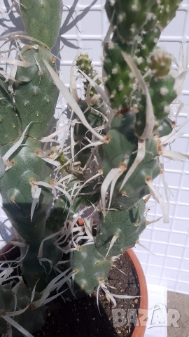 Продавам кактус , снимка 4 - Стайни растения - 54298077