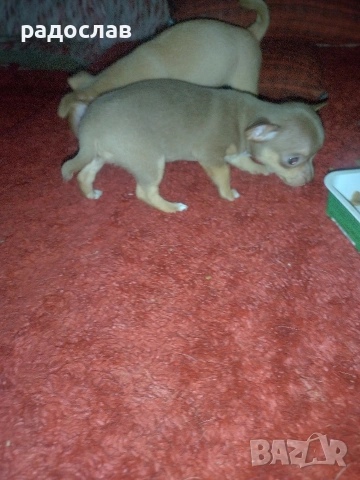 малки кутрета пинчер чихуахуа , снимка 6 - Чихуахуа - 54281247