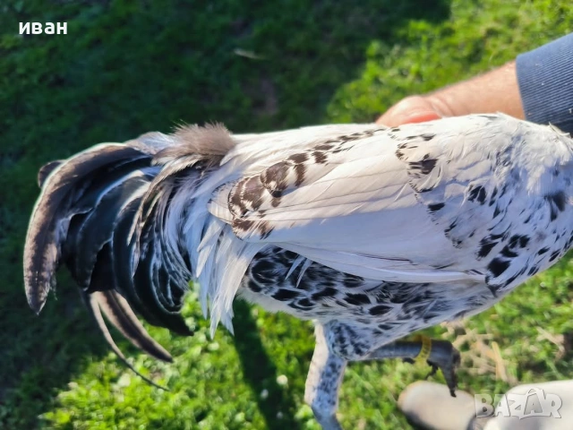 Петел Сребърно Брезе Бантам-уникално петле единствени в България , снимка 5 - други­ - 54010169