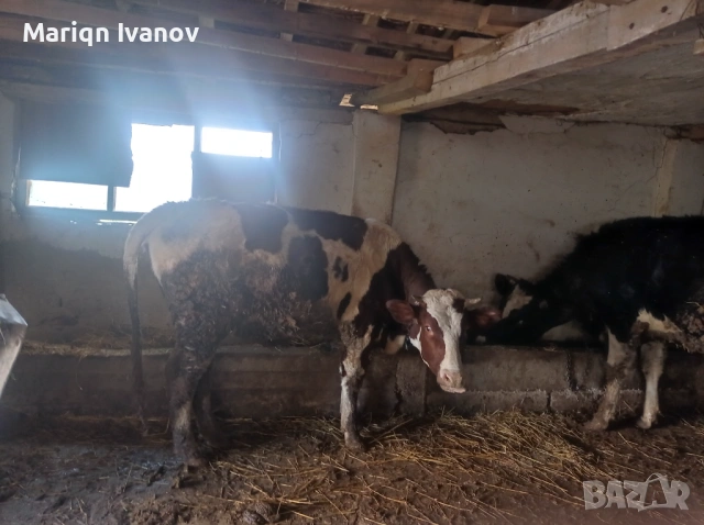 Продавам крави и теле, снимка 12 - Крави - 53633254