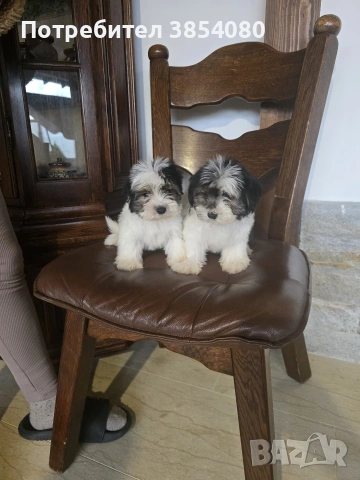 Бивер Йоркширски териер момчета 