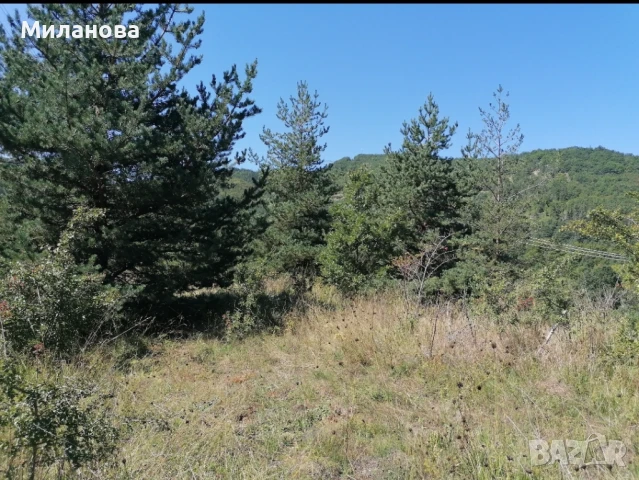 Продавам земеделска земя с.Гюешево., снимка 10 - Земеделска земя - 50913537