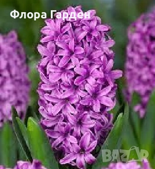 Луковици ЗЮМБЮЛИ, снимка 15 - Градински цветя и растения - 51033126