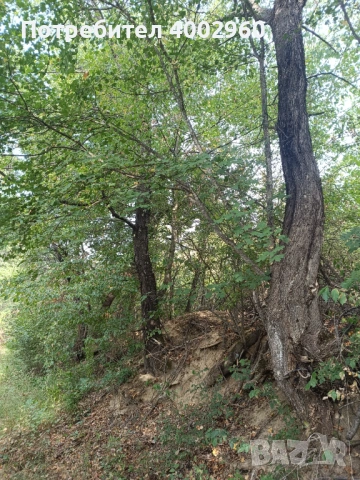  Нива  изоставена  близо до регулация ! , снимка 9 - Земеделска земя - 53576735