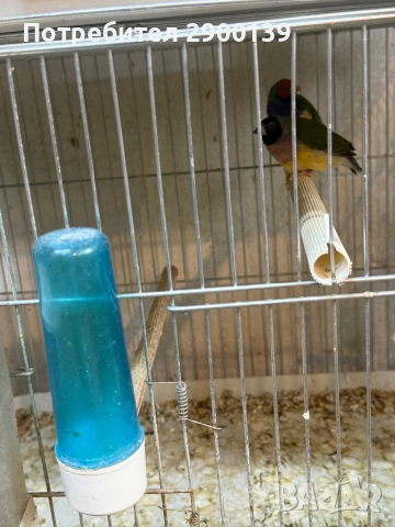 Г, снимка 2 - Амадини - 54155256