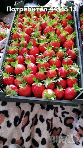 Разсад ягоди, снимка 7 - Разсади - 54014253