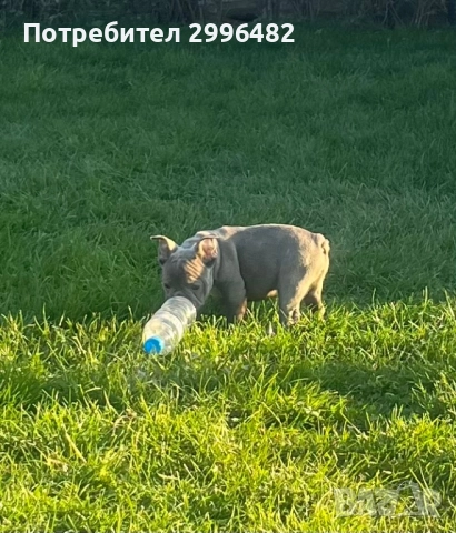 Френски булдог , снимка 4 - Френски булдог - 52567202