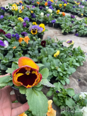 Теменужки и парички, снимка 4 - Градински цветя и растения - 53939781