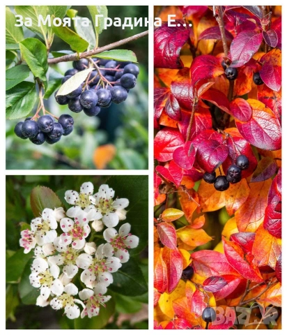 Арония - Растението чудо! , снимка 10 - Градински цветя и растения - 53743992
