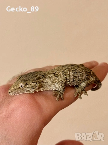 Личи Гекон / Rhacodactylus leachianus