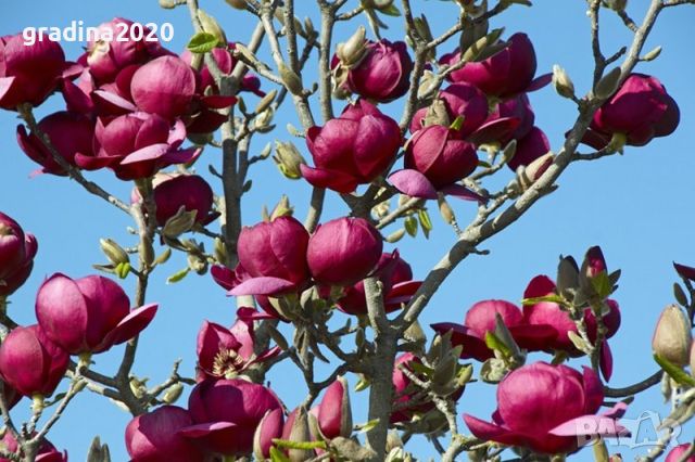 Магнолия “Черно Лале” / Magnolia “Black Tulip”, снимка 4 - Разсади - 45865900