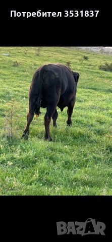 Мъжки телета , снимка 8 - Крави - 45241251