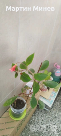 Kohleria amabilis, снимка 2 - Стайни растения - 51996694