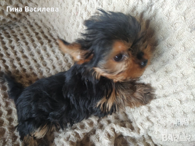 мини йоркширски териер, снимка 3 - Йоркширски териер - 54200625