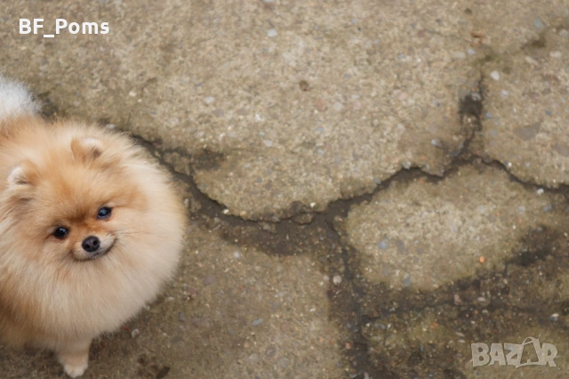 Миниатюрно момиченце померан с родословие FCI, снимка 15 - Померан - 50219721