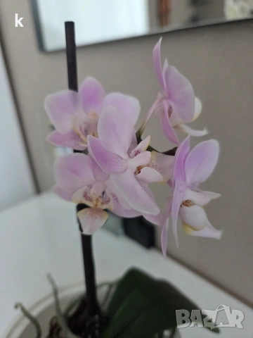 Фаленопсиси в самополивни саксии , снимка 4 - Стайни растения - 53896200