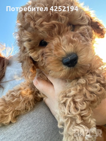 Пудел мини женско , снимка 5 - Пудели - 53865689