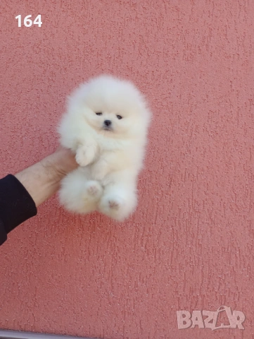 Бели мини Померани. Реални снимки ! 