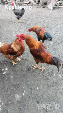 Продавам петли, неми патици-юрдечки., снимка 11 - Патици и гъски - 48682860