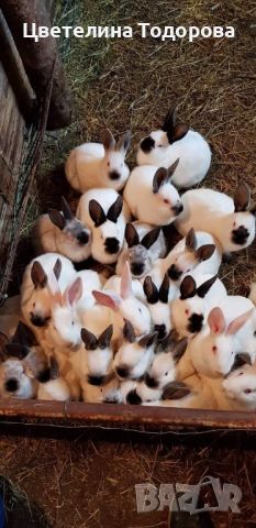 Свободни зайци - цика и калифорнийци, снимка 1 - Други животни - 46280991