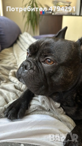 Мъжки Френски булдог търси дама, снимка 6 - Търси партньор - 54169083