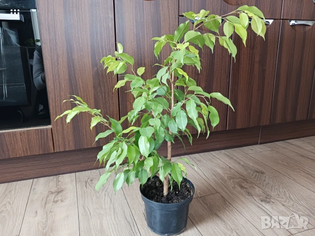 Фикус Бенджамин - стайно растениe, снимка 3 - Стайни растения - 53581110