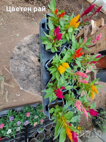 Два вида пламъче, няколко цвята , снимка 17 - Градински цветя и растения - 54282774