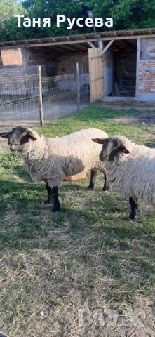 Продавам овце порода суфолк, снимка 2 - Овце - 45687524