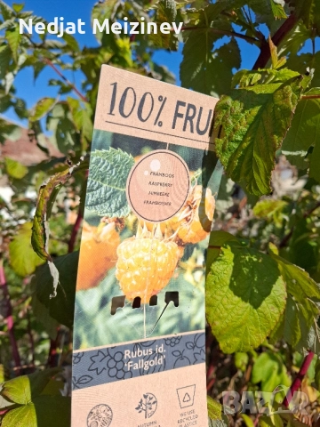 Малини разсад, снимка 6 - Разсади - 51943918