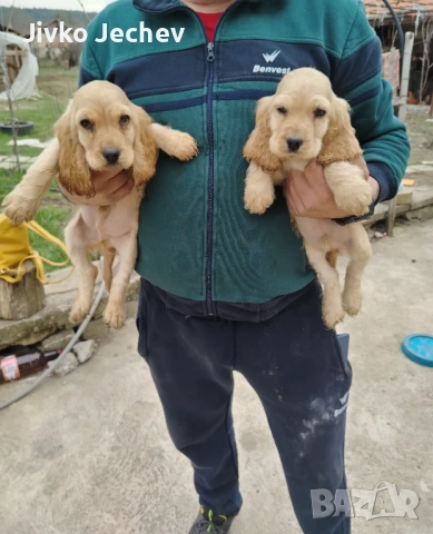 Кокер Шпаньол , снимка 6 - Кокер шпаньол - 53865544