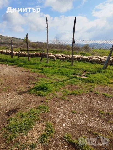 Овце, снимка 2 - Овце - 54227212