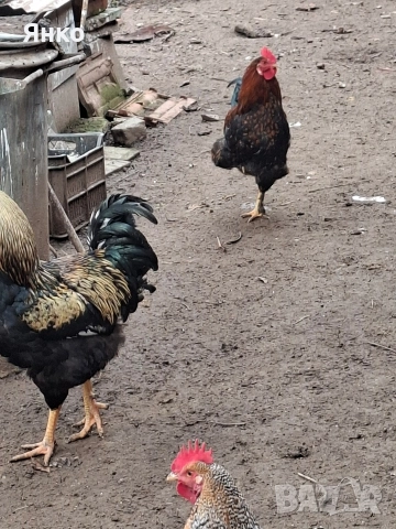 Домашни петли, снимка 13 - Кокошки и пуйки - 52912712
