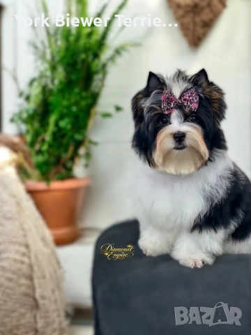 Йоркширски ТЕриер! Игрива кукличка с родословие за семейство с деца! Доставка 
