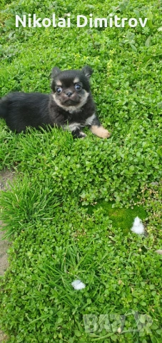 Момиче чихуа дългокосместо, снимка 2 - Чихуахуа - 53539843