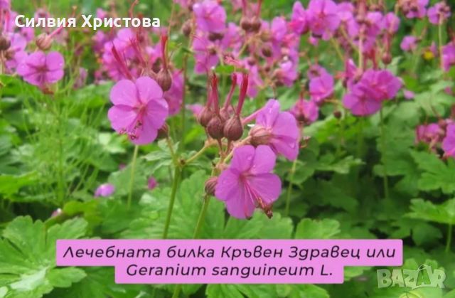 Продавам големи туфи здравец, снимка 1 - Градински цветя и растения - 45514307