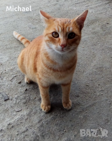 Подарявам рижко мъжко коте.