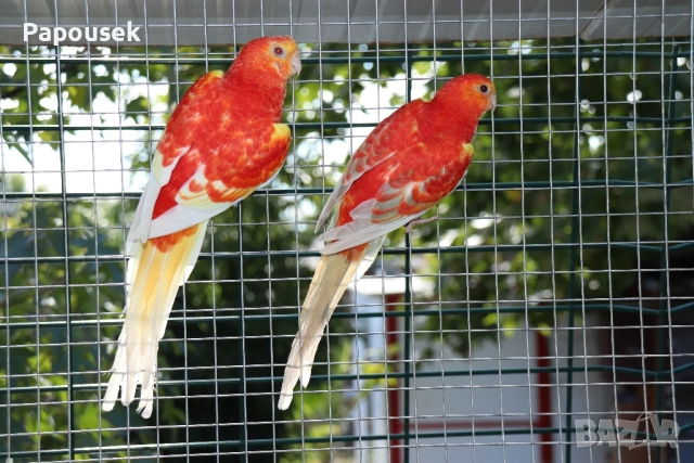 ПОЙНИ ПАПАГАЛИ , снимка 17 - Папагали - 52979206