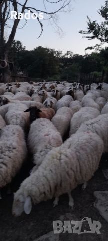 Продавам стадо овце, снимка 4 - Овце - 46410506