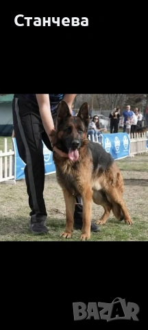 немски овчарки , снимка 3 - Немска овчарка - 53858618