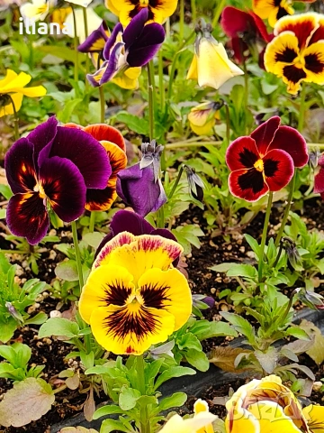 Продавам теменужки, снимка 7 - Градински цветя и растения - 54018869