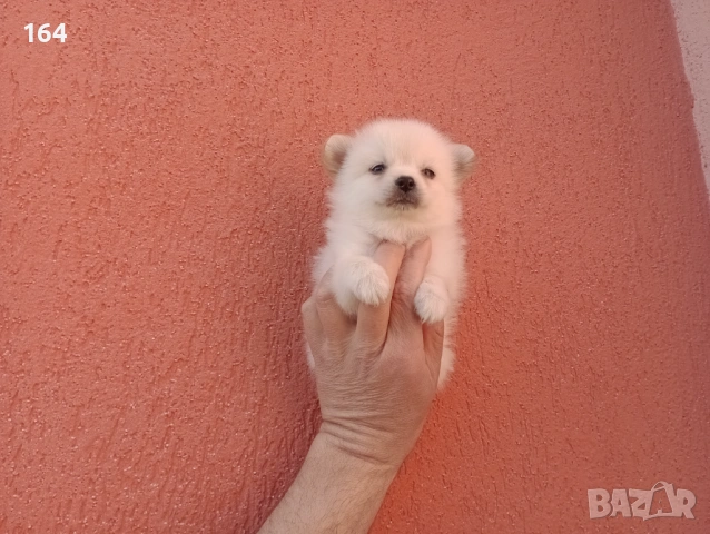 Мини Шпиц - Померан. Мъжки и женски кученца., снимка 8 - Померан - 53710741
