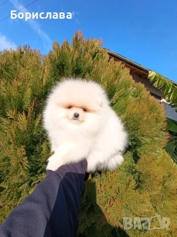 Момченца померани търсят любящи стопани , снимка 3 - Померан - 52790691