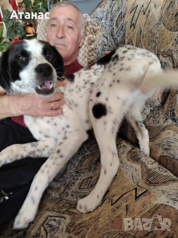 Подарявам кученце, снимка 6 - Други - 54230494