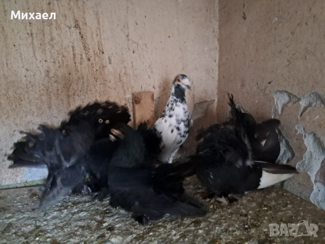 Гълъби, снимка 5 - Гълъби - 54091665